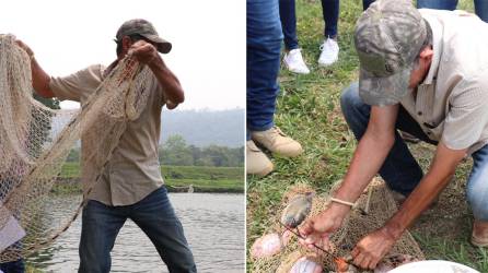 Para mejorar sus procesos y el rendimiento de las peceras, los productores de tilapia organizados en la ASAA reciben equipamiento, capital semilla, asesoría y capacitación de parte de Cargill Honduras y CARE.