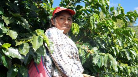 En este Día Nacional de la Mujer Hondureña, rendimos homenaje a las mujeres que dan rostro al café hondureño.