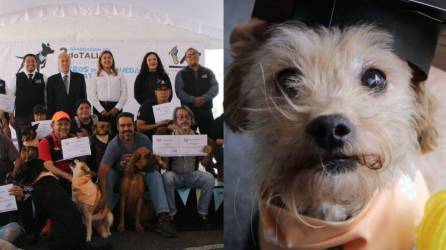 Unas dos docenas de caninos fueron graduados tras terminar sus entrenamientos para búsqueda y rescate. Aquí las imágenes.