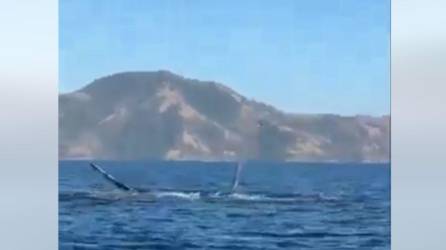 La ballena fue captada por pescadores en el Golfo de Fonseca.