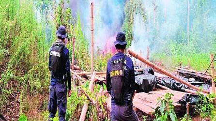 Los narcotraficantes tenían la gran plantación en la zona de reserva en Patuca.