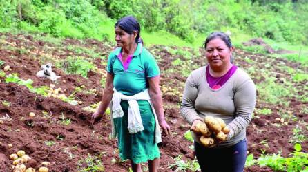 Mujeres lencas recolectan su primera cosecha de papa orgánica en el departamento de Intibucá, Honduras.