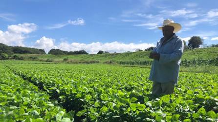 Banadesa ha invertido un total de 2884,679,197.31 millones de lempiras en programas de créditos agrícolas.