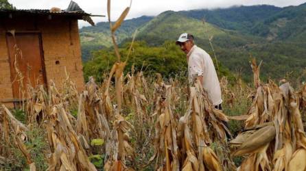 La iniciativa establece tres áreas estratégicas enfocadas en la transformación de sistemas agroalimentarios sostenibles y resilientes para la Seguridad Alimentaria.