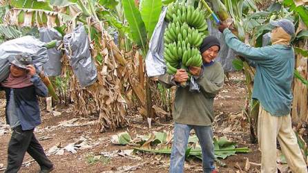 Sindicato asegura que Guatemala le está quitando el mercado a Honduras.