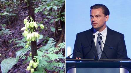 Uvariopsis Dicaprio es el nombre que recibió el árbol por parte de investigadores de Reino Unido.