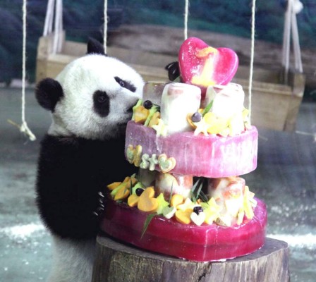 La panda más famosa celebra su primer cumpleaños