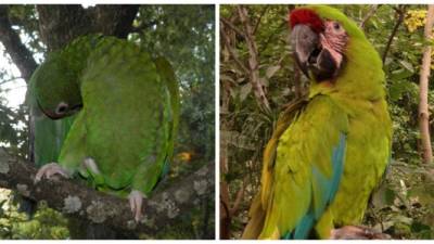 Fotografías cedidas por el ornitólogo Miguel Gómez Garza, hoy jueves 29 de junio de 2017 en su casa de Yucatán (México). EFE