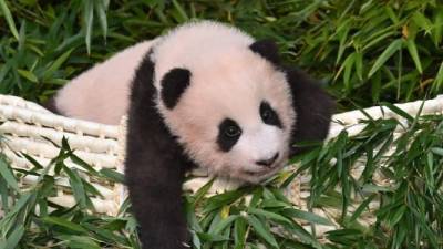 Su nombre significa 'tesoro que trae felicidad'. Foto Zoo de Everland