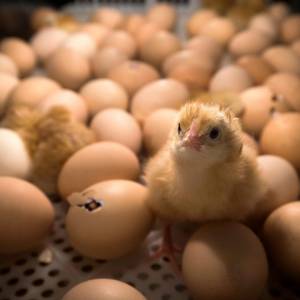 Con nueva tecnología buscan producir huevos de manera más compasiva