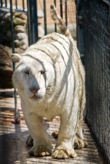Las autoridades encontraron varios tigres siberianos, panteras, leones, y otras especies en jaulas dentro de la propiedad.<br/>