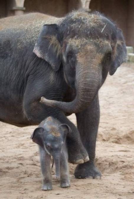 ALEMANIA. Los primeros pasos. Dos bebés elefantes fueron exhibidos ayer, por primera vez, en el zoológico de Hanover, Alemania. Foto: Jochen Lübke