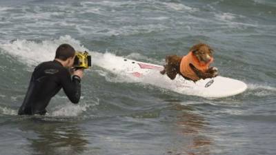 Perros sufristas invaden las playas de San Diego, California.