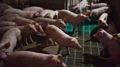 Las autoridades de la región buscan prevenir un brote de peste porcina africana.//