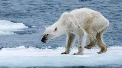 Imagen de un oso polar hembra al punto de la desnutrición.