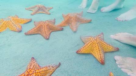 Las estrellas mar son uno de los atractivos más hermosos que ofrece la bahía de Trujillo. Foto: Cortesía