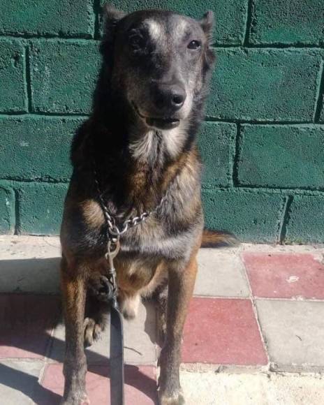 Él se llamaba Askar, un perro que era especialista en detección de explosivos.
