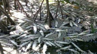 Miles de peces murieron en la laguna de Los Micos.