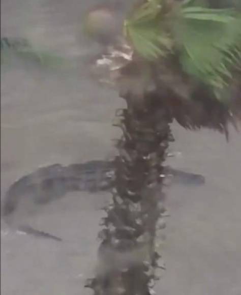 Residentes atrapados en sus hogares por las inundaciones compartieron imágenes de gigantescos cocodrilos nadando en las calles de la zona.