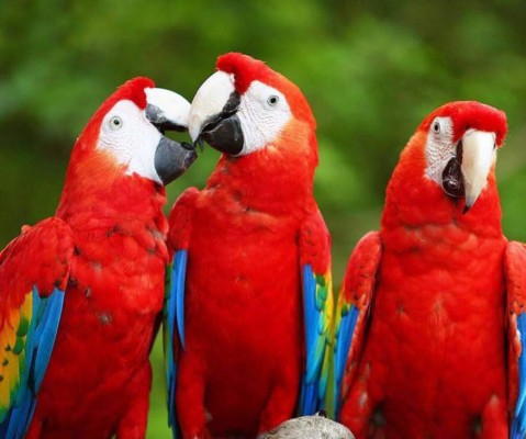 El ICF deroga el cobro para el registro de aves silvestres en Honduras