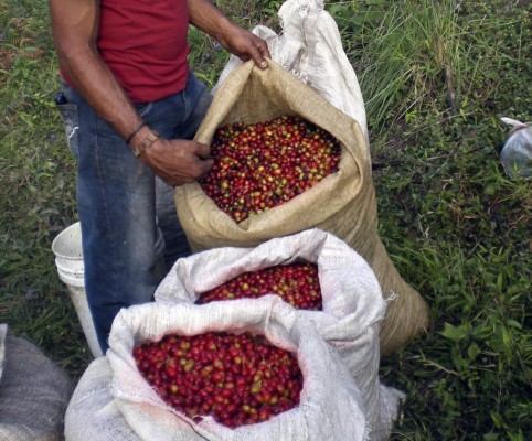 Café de Honduras, la estrella de las exportaciones