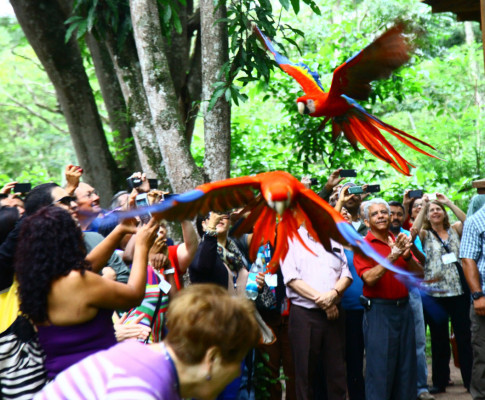 Honduras: Liberan a seis guaras rojas en Copán Ruinas