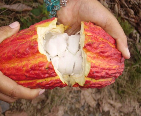 Cacaoteros diversifican productos