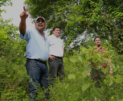 Con la vegetación de canales de mitigación producirán biomasa