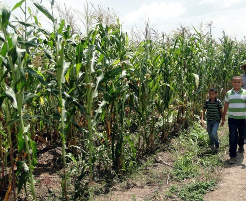 Con paquete tecnológico e insumos potenciarán la producción de granos