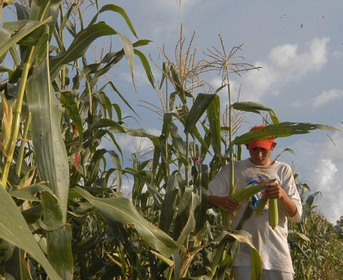 El maíz y el sorgo, la cara de la sequía en Honduras