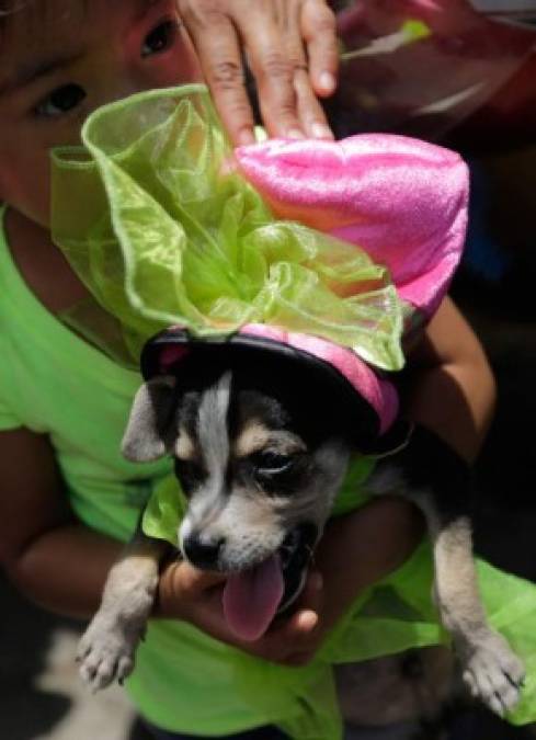 Las mascotas lucen primorosos vestidos para la ocasión.