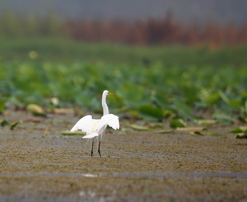 Un vistazo sobre los espejos del Lago de Yojoa