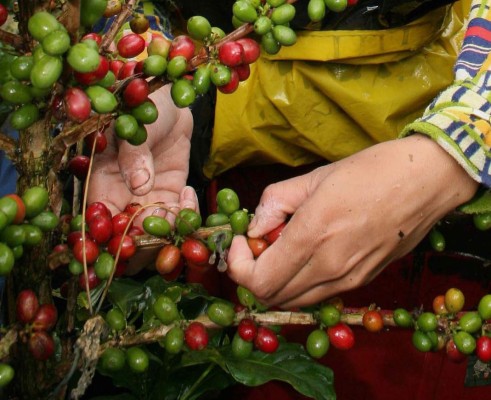 Honduras exporta $513.1 millones en café, 5 % menos que la cosecha pasada