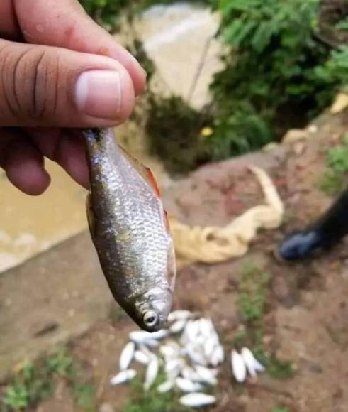 “Hasta no ver, no creer, el que no lo ha visto no va a creer nunca”, dijo a un medio local un residente sobre la “lluvia de peces”, que durante años se ha registrado en esa zona de Honduras