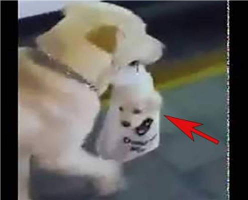 Mascota saca a pasear a su cachorro ¡en una bolsa!