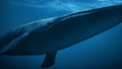 Imagen referencia de una ballena.