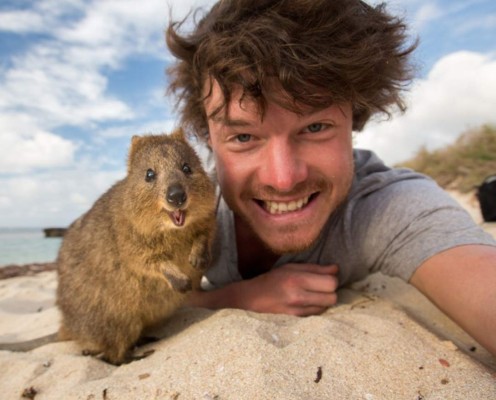 El quokka, el marsupial de los selfis virales está en peligro de extinción  