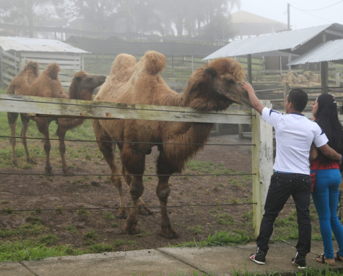 Zoológico Joya grande, un paraíso en crisis por falta de ingresos