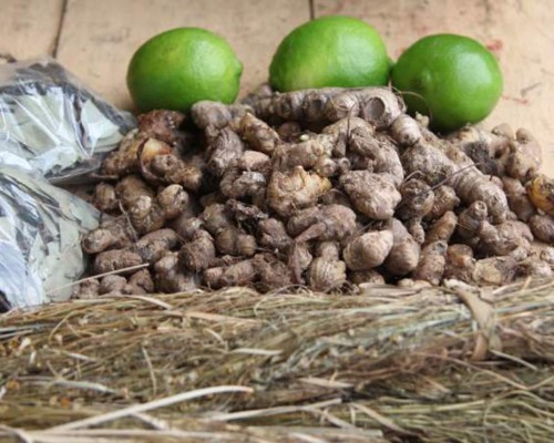 Sampedranos fortalecen su sistema inmunológico con plantas medicinales