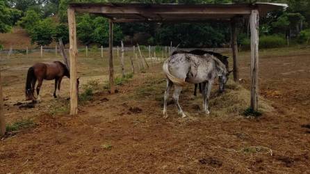 Hondureños pueden colaborar con la rehabilitación de estos caballos.