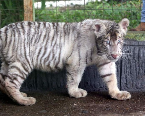 Honduras: Nace tigresa blanca en el zoológico Joya Grande