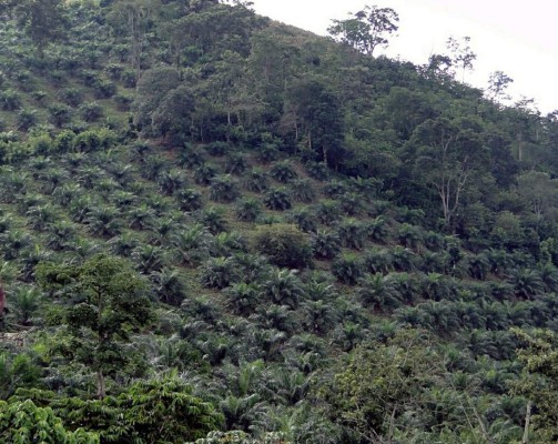 Imparable la tala en la reserva Mico Quemado de Honduras