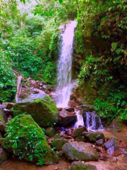 Si usted quiere ver desde lo alto el lago de Yojoa sin necesidad de sobrevolarlo, suba por uno de los senderos encantados del Parque Nacional Cerro Azul Meámbar (Panacam) hasta el mirador desde donde se observa el enorme depósito natural de agua en todo su esplendor. <br/><br/>También se escucha el rumor del río Panacam y se siente la brisa que sube del lago peinando el espeso boscaje. Unos 30 minutos le tomará al visitante llegar hasta la cima en medio de la floresta poblada de diferentes tipos de aves que cantan sin dejarse ver fácilmente.