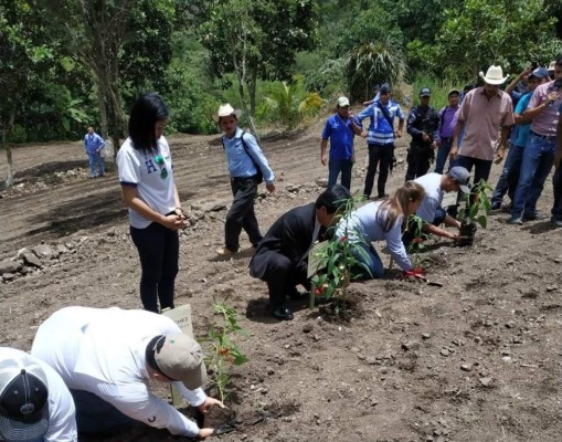 Inicia siembra de ajonjolí en Tomalá para exportación a Taiwán