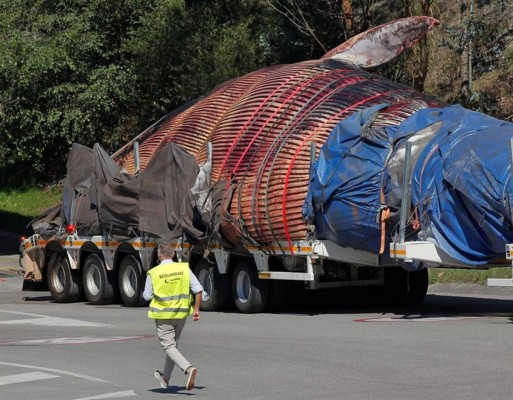 Concluye el traslado de la ballena varada en Asturias para realizar necropsia