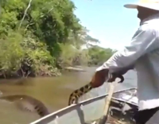 Brasileños hallan enorme anaconda y queda grabada en video