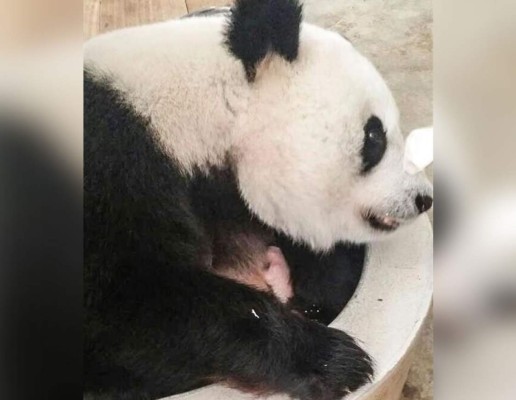 La pareja de pandas gigantes del zoo de Kuala Lumpur tiene su segundo hijo
