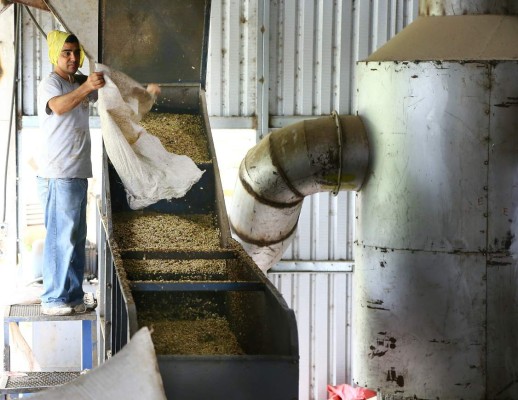 Caficultores enfrentan nueva caída en precio del aromático