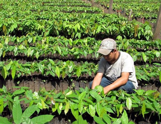 Potencian siembra de cacao en Honduras para cosecha 2014-15