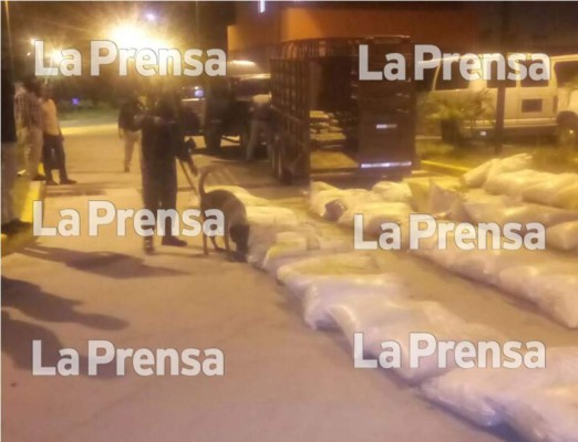 Decomisan 62 paquetes de supuesta droga dentro de sacos de gallinaza